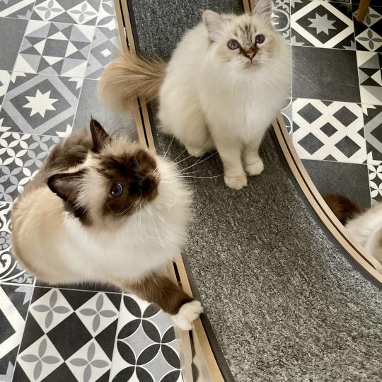 Chats dans leur roue d'exercice pour chat Vevor