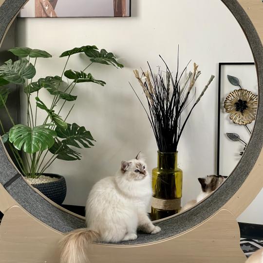 Sacré de Birmanie dans sa roue pour chat Vevor