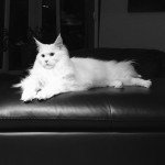 Maine Coon